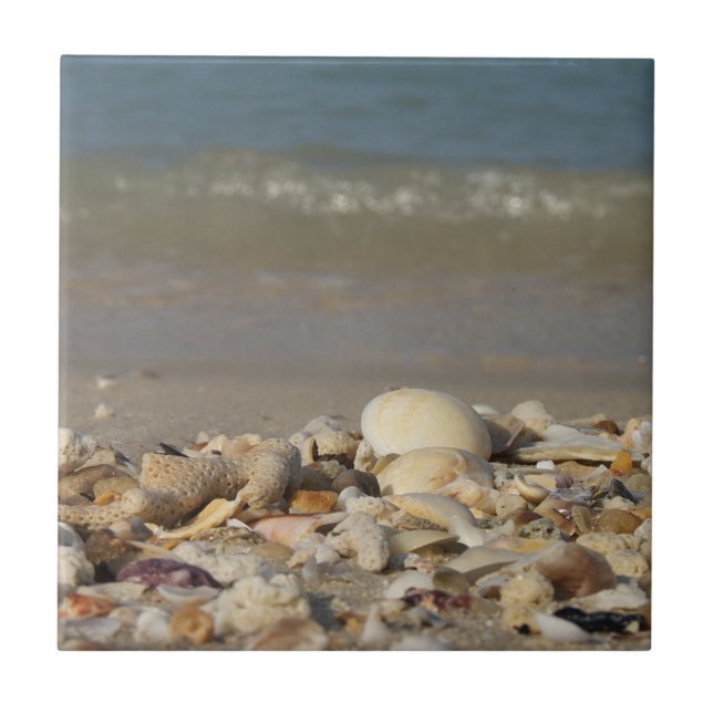 Carreau coquilles, plage, eau, sable, mer, maritime, photo (Devant)