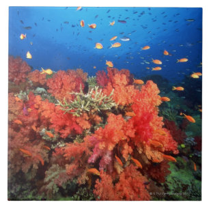 Carreau Corail et poissons