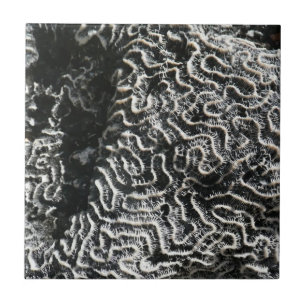 Carreau Corail noir et blanc I Photo de nature abstraite