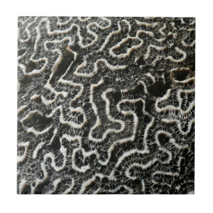 Carreau Corail noir et blanc II Abstrait Nature Photo