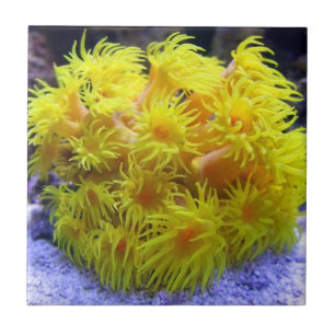 Carreau Corail orange de Sun