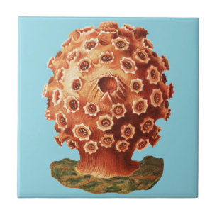 Carreau Corail Rouge de Ernst Haeckel Vie Naútíque Marine