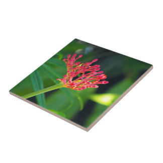 Carreau Coral Bush en fleurs
