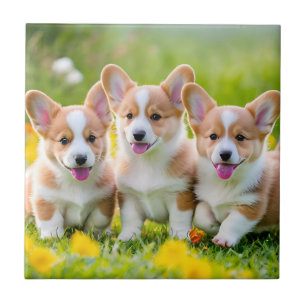 Carreau Corgies jouant dans l'herbe