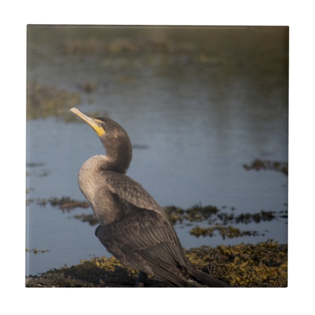 Carreau Cormoran à double crête (Devant)