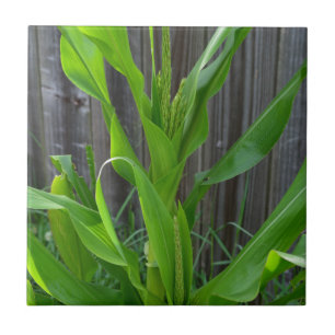 Carreau Corn Stalk