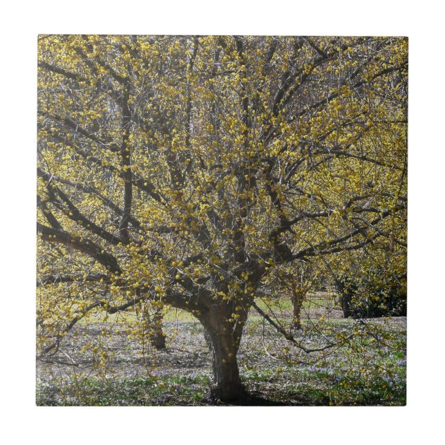 Carreau Corneille cerise Dogwood et la gloire de la neige (Devant)