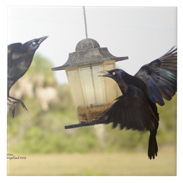 Carreau Corneilles Ravers Pierres à oiseaux noirs (Devant)