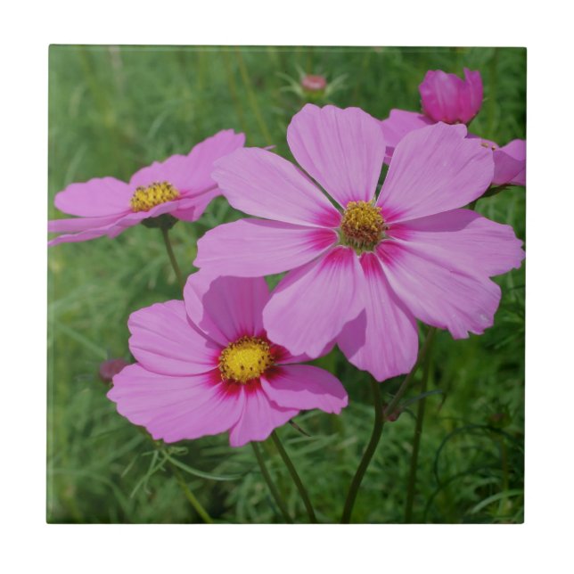 Carreau Cosmos rose Fleurs Nature (Devant)