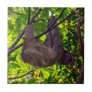 Carreau Costa Rica - Happy Sloth paresseux, Antonio Manuel