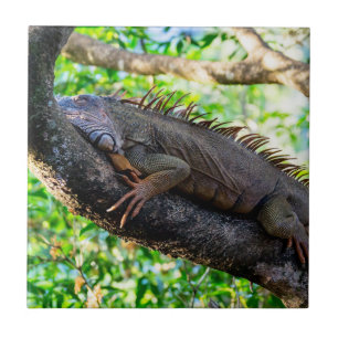Carreau Costa Rica, Muelle - Lazy Iguana reposant dans un 