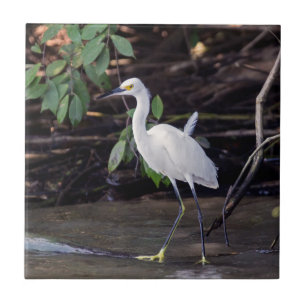 Carreau Costa Rica, Tortuguero - Egretta thula