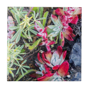 Carreau Côte Dudleya À Point Reyes National Seashore