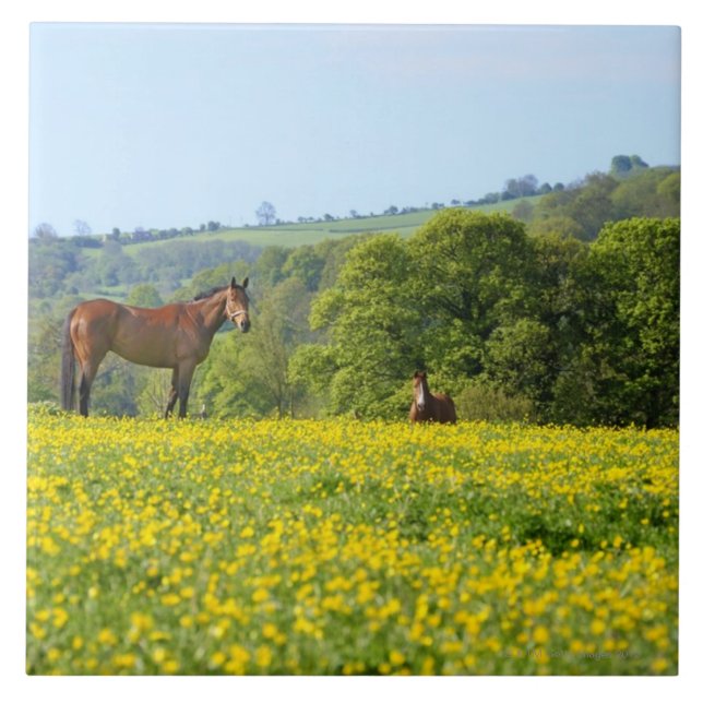 Carreau Cotswolds, R-U (Devant)
