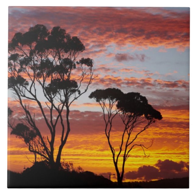 Carreau Coucher de soleil et arbre à gomme, Binalong Bay,  (Devant)