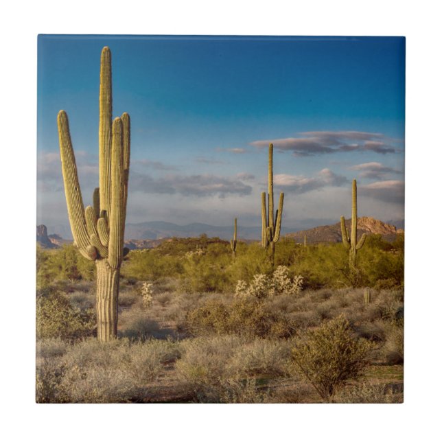 Carreau Coucher du soleil de cactus en Arizona (Devant)