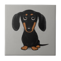 Coucou court haïré noir et tan Dachshund