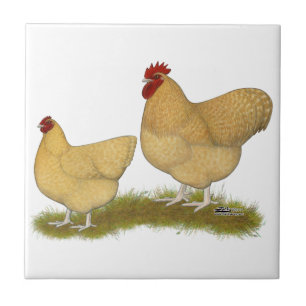 Carreau Coucou de citron d'Orpingtons