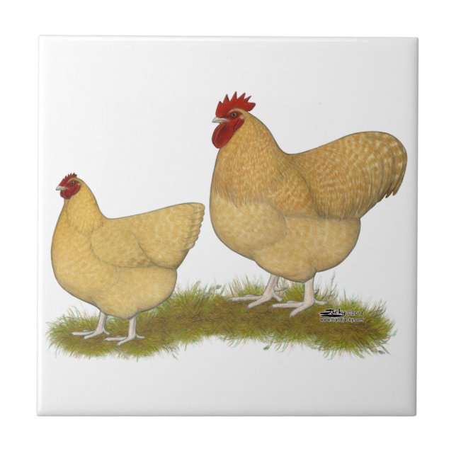 Carreau Coucou de citron d'Orpingtons (Devant)