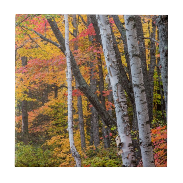 Carreau Couleur d'automne dans la forêt près de Copper Har (Devant)