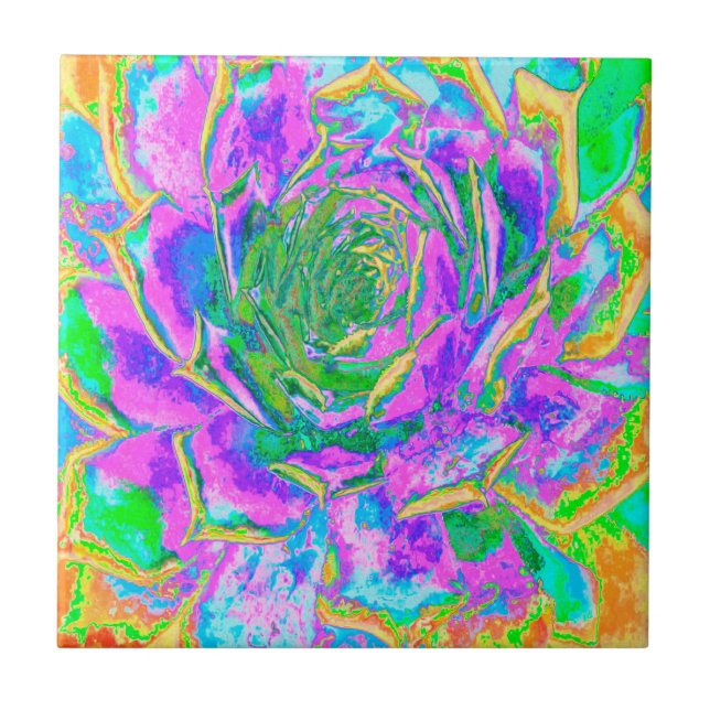 Carreau Couleurs arc-en-ciel Fiesta Succulent Sedum Rosett (Devant)