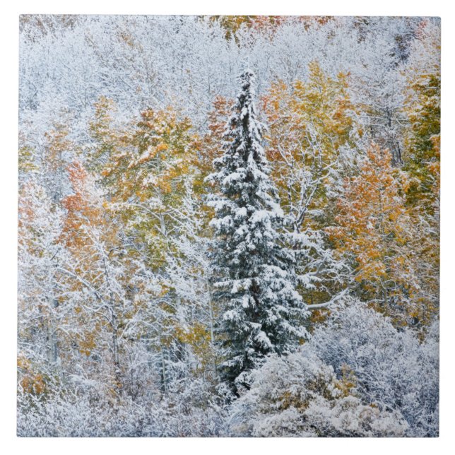 Carreau Couleurs automnales des Aspens et du col Keebler (Devant)