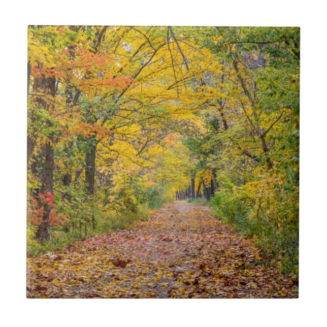 Carreau Couleurs d'automne au Independence State Park (Devant)