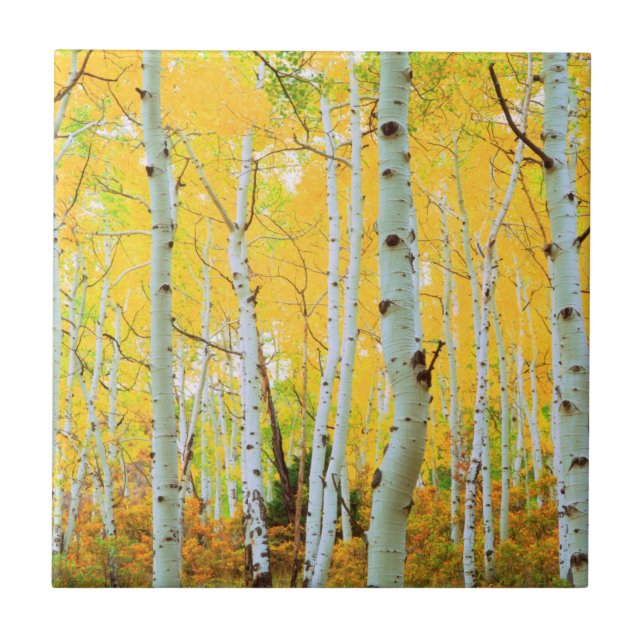 Carreau Couleurs d'automne des arbres d'Aspen 1 (Devant)
