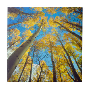 Carreau Couleurs d'automne des arbres d'Aspen 2