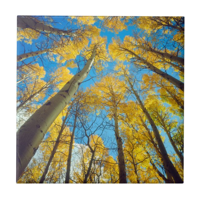 Carreau Couleurs d'automne des arbres d'Aspen 2 (Devant)