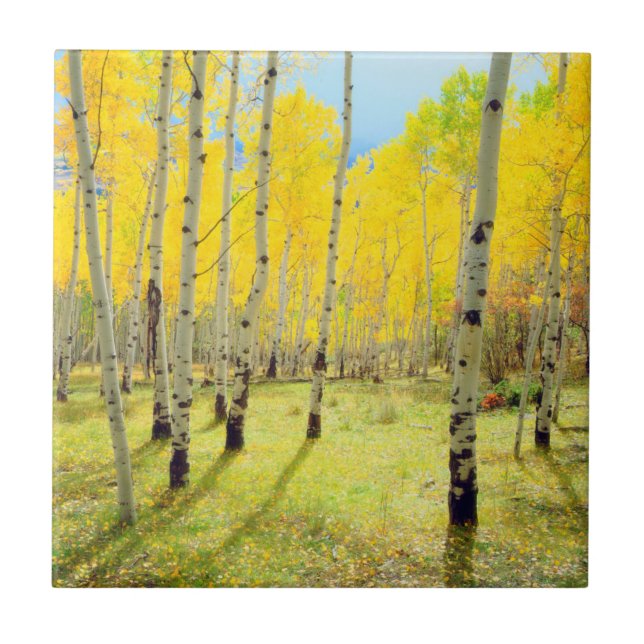 Carreau Couleurs d'automne des arbres d'Aspen 4 (Devant)