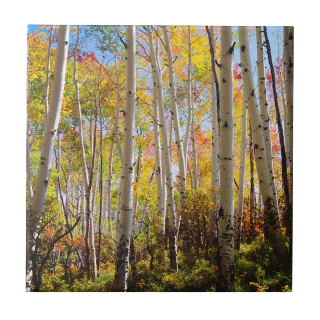 Carreau Couleurs d'automne des arbres d'Aspen 5 (Devant)