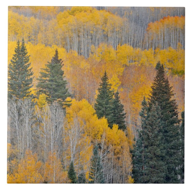 Carreau Couleurs d'automne sur Aspen Groves (Devant)