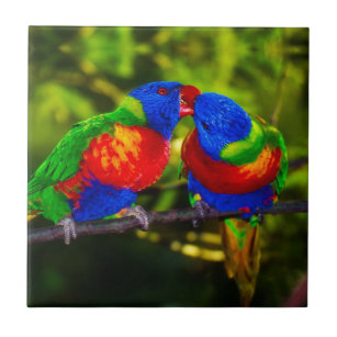 Carreau Couple coloré de perroquets