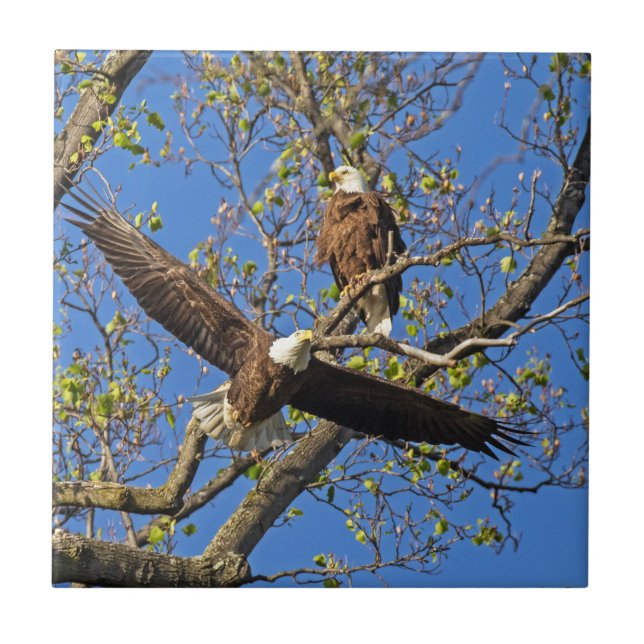 Carreau Couple d'aigles (Devant)