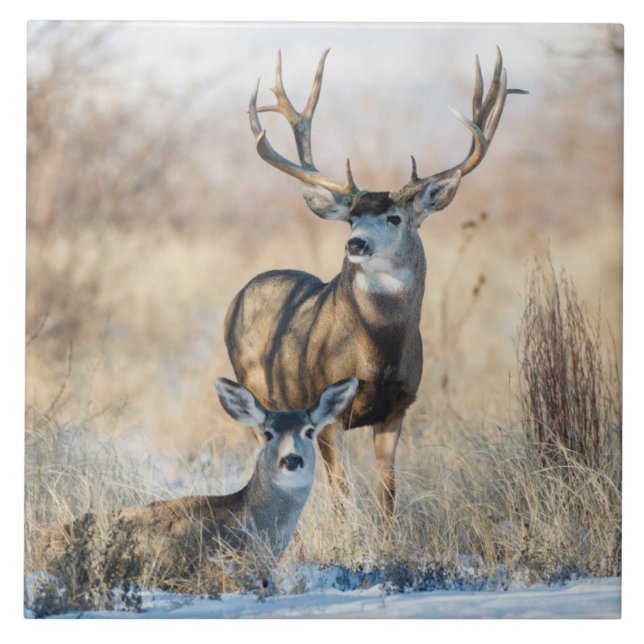 Carreau Couple de cerfs mulet (Devant)