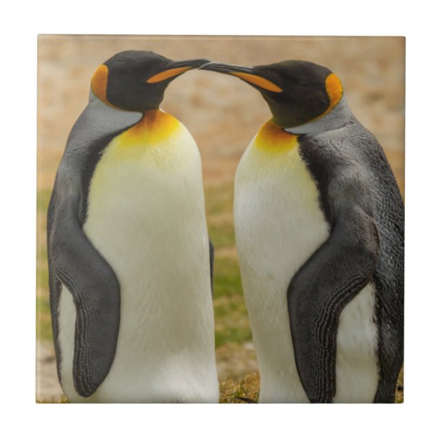 Carreau Couple de manchots royaux, Falklands (Devant)