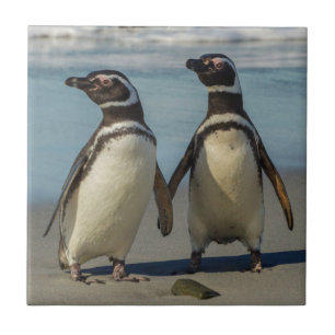 Carreau Couple de manchots sur la plage