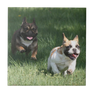 Carreau Course de bulldog français French Bulldog