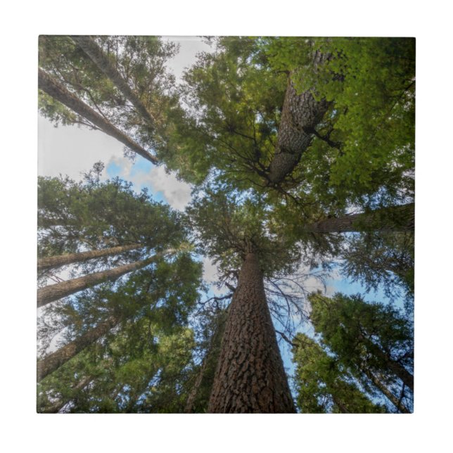 Carreau couvert de sapin de Douglas (Devant)