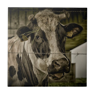 Carreau cow