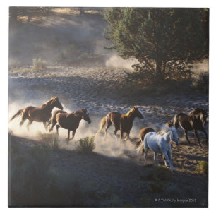 Carreau Cowboy avec le troupeau de chevaux