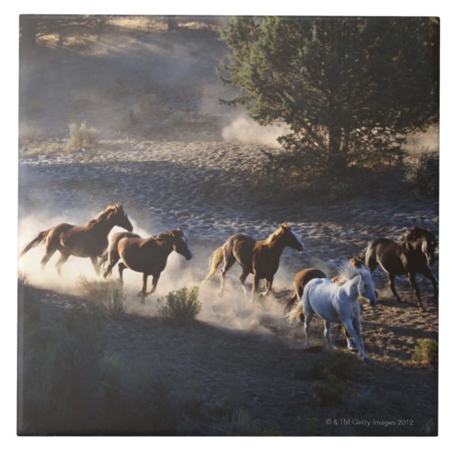 Carreau Cowboy avec le troupeau de chevaux (Devant)