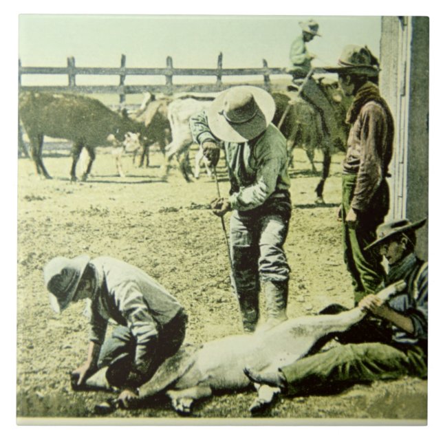 Carreau Cowboys américains stigmatisant un veau, c.1900 (Devant)