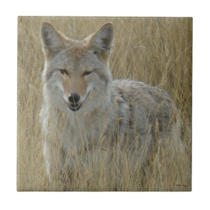 Carreau Coyote R2 dans les hautes herbes