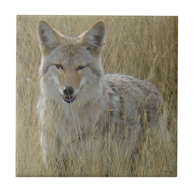 Carreau Coyote R2 dans l'herbe grande (Devant)