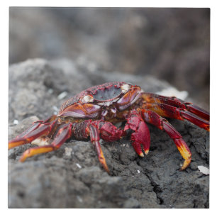 Carreau Crabe rouge