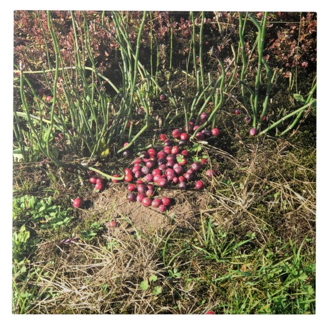 Carreau Cranberry Farm, Long Beach, Washington (Devant)