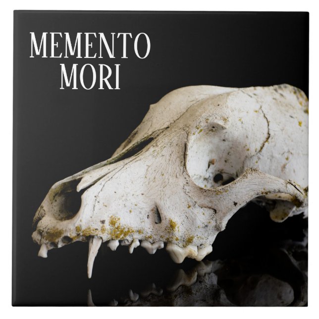 Carreau Crâne animal (Devant)