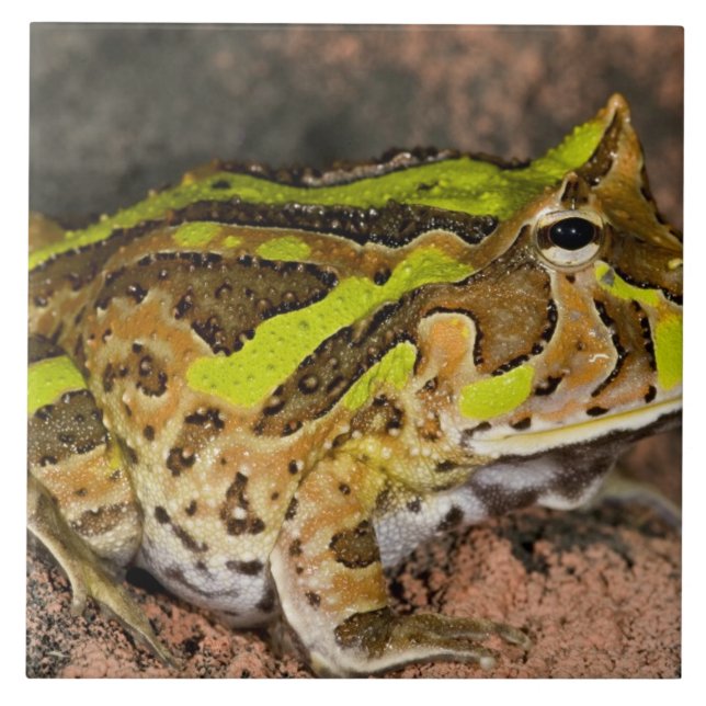 Carreau Crapaud cornu brésilien, Ceratophrys cornuta, Nati (Devant)